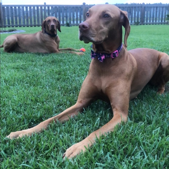 Meet your Posher, Melissa - Picture 4 of 4